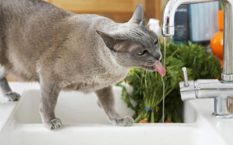 Katinas geria daug vandens