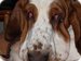basset