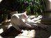 Cornishrex